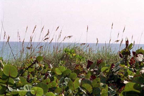 Atlantic-Dunes