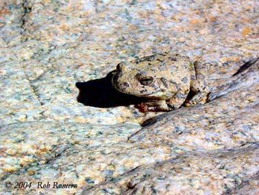 frog
