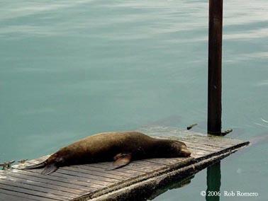 seal