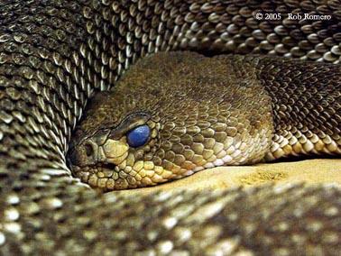 snake