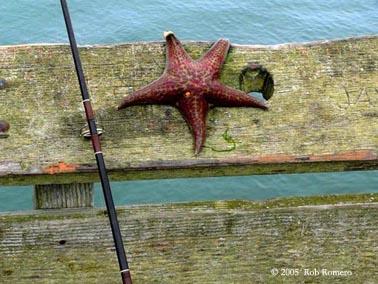 starfish