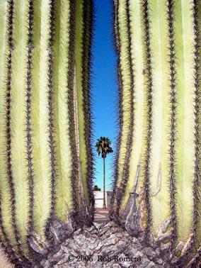 desert