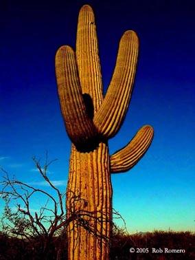 cactus