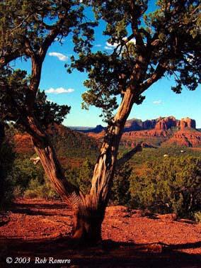 old-tree
