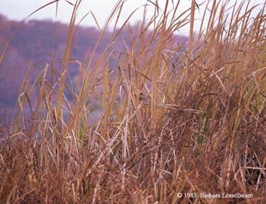 lake-grass