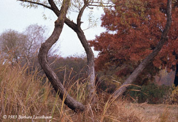 lake-tree