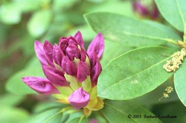early-bud