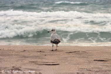 Seagull