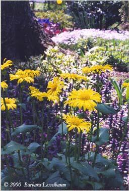daisies