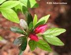 azalea-bud