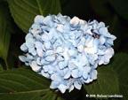 blue-hydrangea