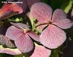 hydrangea-closeup