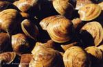 mahogany-clams