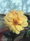 Yellow Dahlia