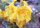 yellow-rhodo