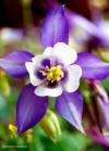 purple-columbine