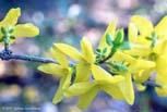 forsythia