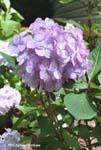 purple-hydrangea