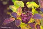 autumn-hydrangea