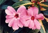 impatiens