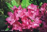 red-rhodo