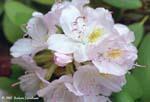 white-rhodo