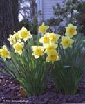 yellow-daffodils