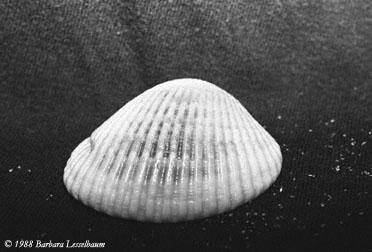 shells