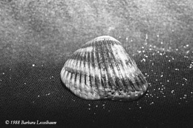 shells