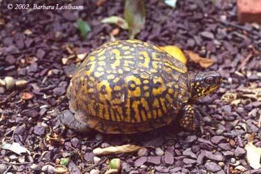 Turtle