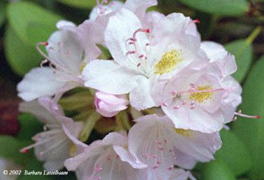 white-rhodo