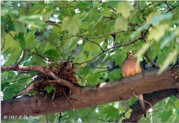 birdnest