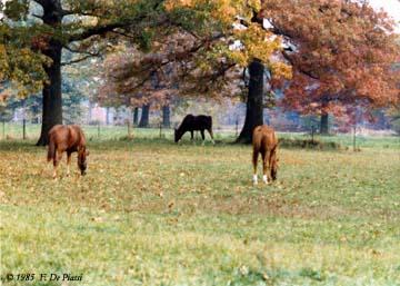 horses