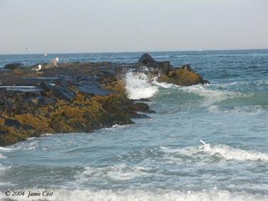 gull-on-rocks