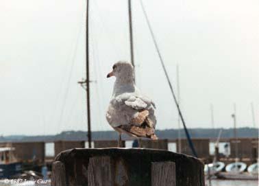 gull