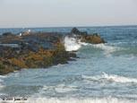 gull-on-rocks