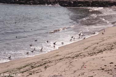 sandpipers