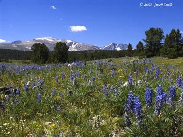 wildflowers