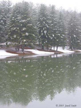 pines