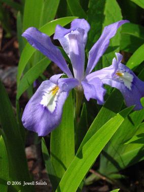 iris