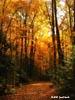 Autumn-Forest