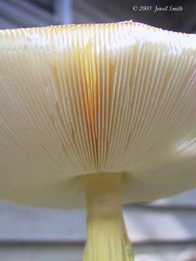 mushroom