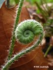 fern