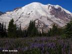 mt-rainier