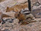 chipmunk
