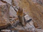 chipmunk'