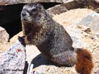 marmot