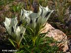 artic-gentian