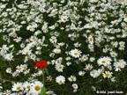 daisies