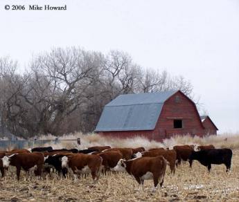 barnyard_blues
